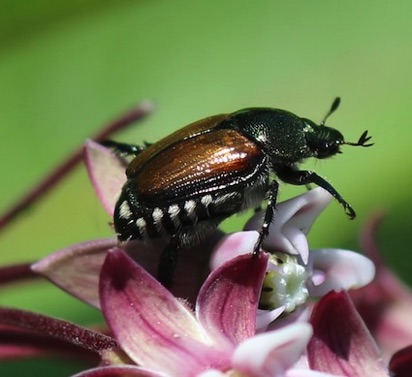 Japanese Beetle
Popillia japonica Japanese Beetle
Popillia japonica