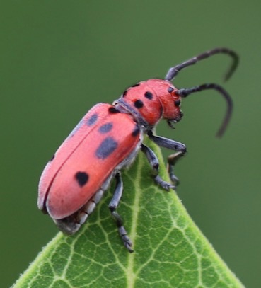 Red Milkweed Beetle
Tetrodes tetraophthalmus Red Milkweed Beetle
Tetrodes tetraophthalmus