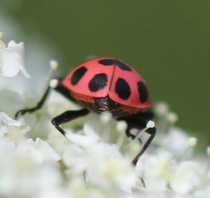 Spotted Ladybird Beetle
Coleomegilla maculata lengi Spotted Ladybird Beetle
Coleomegilla maculata lengi