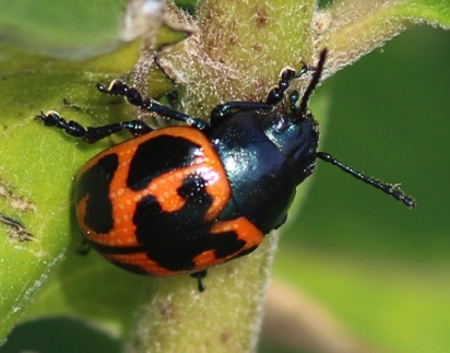 Swamp Milkweed Leaf Beetle
Labidomera clivicollis Swamp Milkweed Leaf Beetle
Labidomera clivicollis