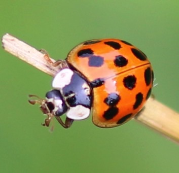 Multicolored Asian Ladybird Beetle
Harmonia axyridis Multicolored Asian Ladybird Beetle
Harmonia axyridis