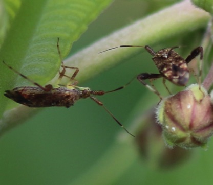 Clouded Plant Bug
Neurocolpus nubilous Clouded Plant Bug
Neurocolpus nubilous