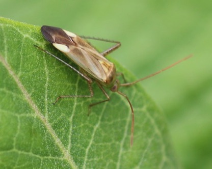 Alfalfa Plant Bug
Adelphocoris lineolatus Alfalfa Plant Bug
Adelphocoris lineolatus