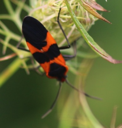 Large Milkweed Bug
Oncopeltus fasciatus Large Milkweed Bug
Oncopeltus fasciatus