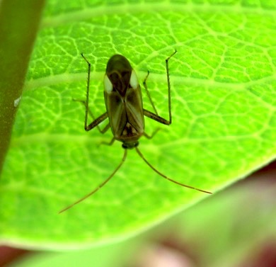 Alfalfa Plant Bug
Adelphocoris lineolatus Alfalfa Plant Bug
Adelphocoris lineolatus