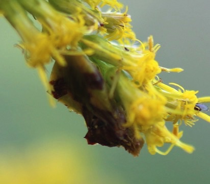 Jagged Ambush Bug
Phymata Genus (Predator) Jagged Ambush Bug
Phymata Genus (Predator)