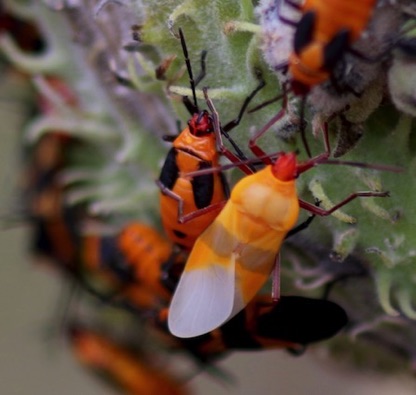 Juvenile Large Milkweed Bug
Oncopeltus fasciatus Juvenile Large Milkweed Bug
Oncopeltus fasciatus