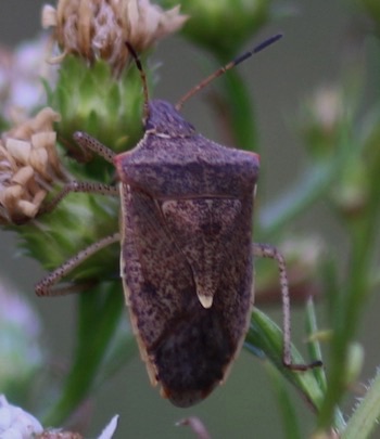 Dusky Stink Bug
Euschistus tristigmus Dusky Stink Bug
Euschistus tristigmus