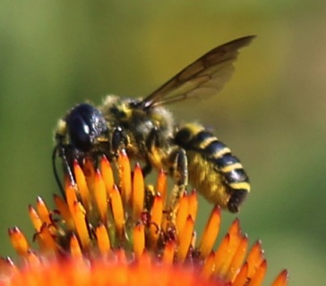 Flat-tailed Leaf-cutter Bee
Megachile mendica Flat-tailed Leaf-cutter Bee
Megachile mendica