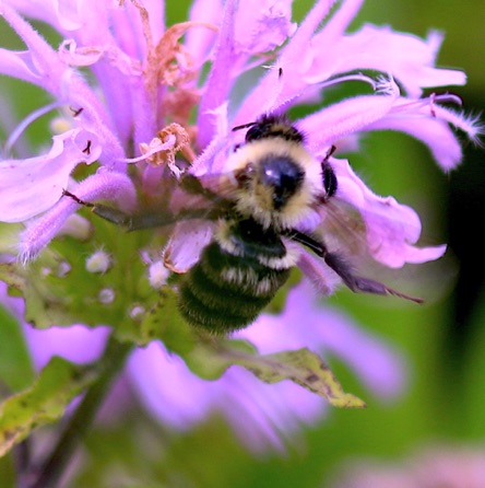 Golden Northern Bumble Bee
Bombus fervidas Golden Northern Bumble Bee
Bombus fervidas