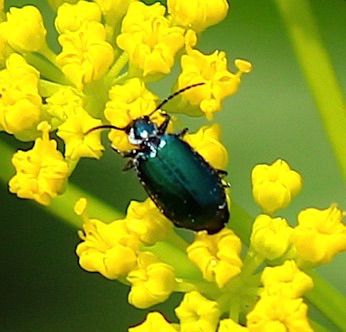 Colorful Foliage Ground Beetle*
Lebia viridis Colorful Foliage Ground Beetle*
Lebia viridis