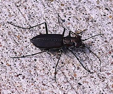 Sidewalk Tiger Beetle*
Cicindelidia punctulata Sidewalk Tiger Beetle*
Cicindelidia punctulata