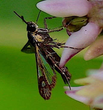 Eupatorium Borer
Carmen bassiformis Eupatorium Borer
Carmen bassiformis