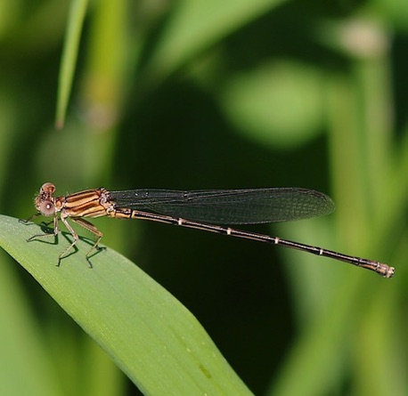 Powdered Dancer
Argia Fumipennis Powdered Dancer
Argia Fumipennis