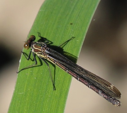 Marsh
Enallagma ebrium Marsh
Enallagma ebrium