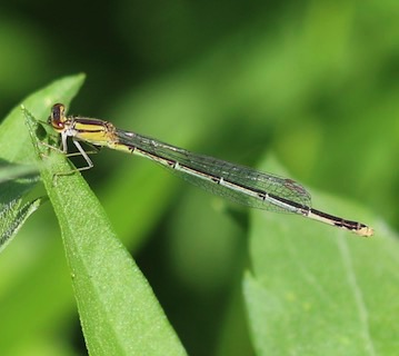 Double-striped
Enallagma basidens Double-striped
Enallagma basidens