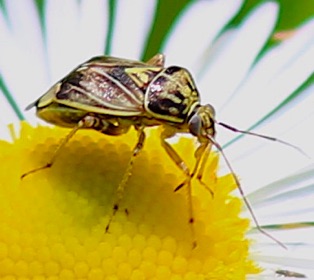 Tarnished Plant Bug*
Lygus lineolaris Tarnished Plant Bug*
Lygus lineolaris
