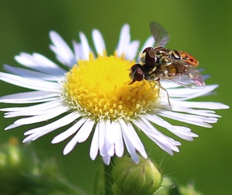 Flower Flies Mating Flower Flies Mating
