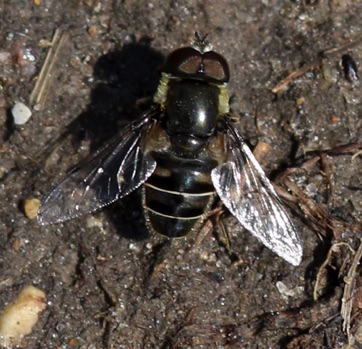 Black-shouldered Drone Fly*
Eristalis dimidiata Black-shouldered Drone Fly*
Eristalis dimidiata