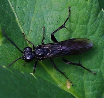 Spider Wasp Spider Wasp